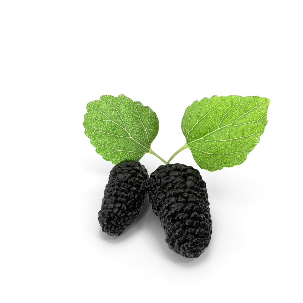 Mulberry